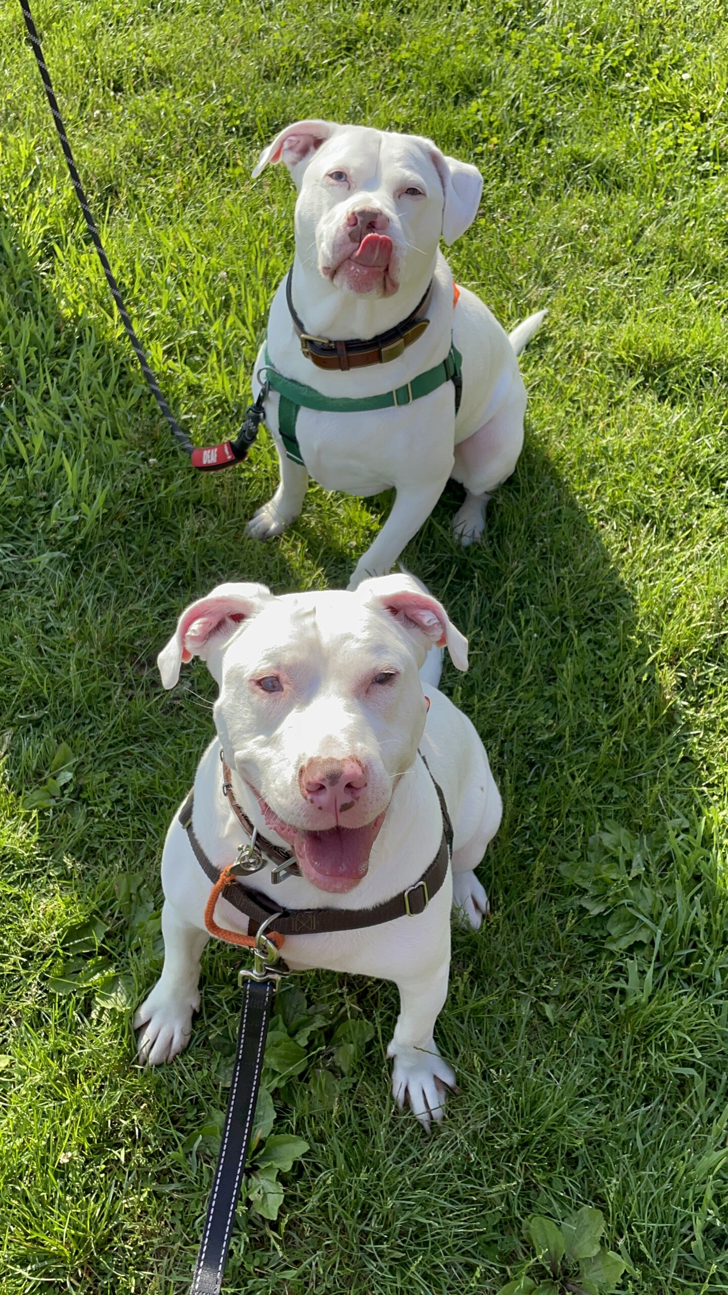 Teddy on top, Beans at the bottom smiling on the grass